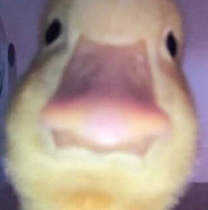 Meet your Posher, Maxx